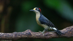 Melanerpes pucherani
