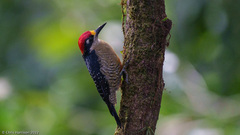 Melanerpes pucherani