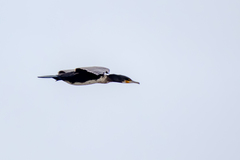 Phalacrocorax carbo sinensis