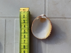 Dinocardium robustum