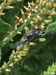 Tetrigidae