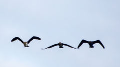 Phalacrocorax carbo sinensis