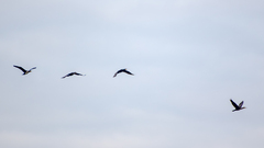 Phalacrocorax carbo sinensis