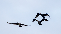 Phalacrocorax carbo sinensis