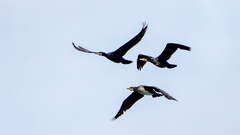 Phalacrocorax carbo sinensis