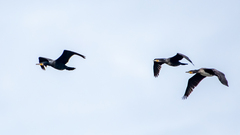 Phalacrocorax carbo sinensis