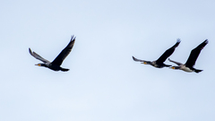 Phalacrocorax carbo sinensis