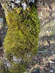 Antitrichia curtipendula