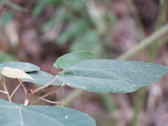 Phaulula