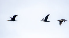 Phalacrocorax carbo sinensis