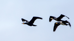 Phalacrocorax carbo sinensis