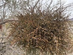 Phoradendron californicum