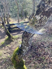 Antitrichia curtipendula