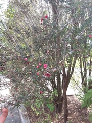 Leptospermum scoparium