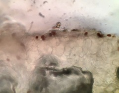 Psathyrella arenulina