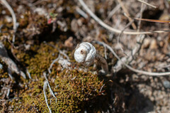 Tulostoma brumale