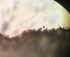 Psathyrella arenulina