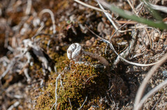 Tulostoma brumale