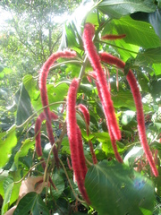 Acalypha hispida