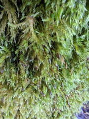 Homalothecium fulgescens