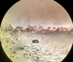 Psathyrella arenulina