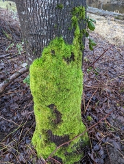 Homalothecium fulgescens