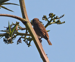 Chalcomitra senegalensis