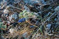 Muscari neglectum