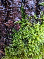 Homalothecium fulgescens