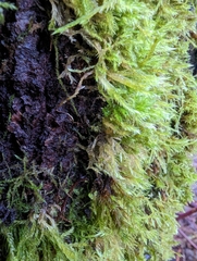 Homalothecium fulgescens