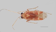 Phytocoris pinihalepensis