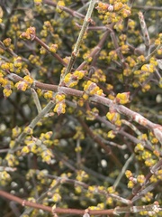 Phoradendron californicum