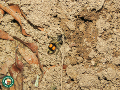 Hoplomutilla spinosa