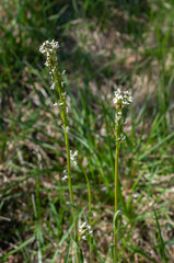 Arabis hirsuta