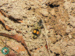 Hoplomutilla spinosa