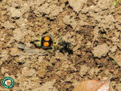 Hoplomutilla spinosa