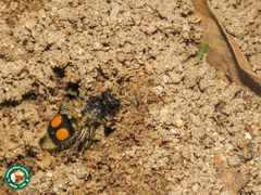 Hoplomutilla spinosa