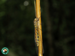 Ameropterus versicolor