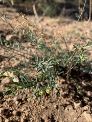 Thamnosma texana
