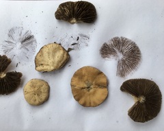 Psathyrella arenulina