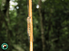 Ameropterus versicolor