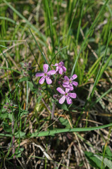 Saponaria ocymoides