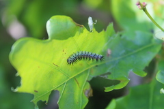 Periclista pubescens