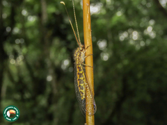 Ameropterus versicolor
