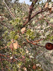 Quercus palmeri