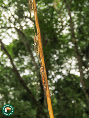 Ameropterus versicolor