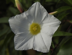 Distimake macrocalyx