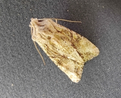 Ichneutica mutans