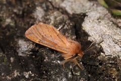 Ptilophora variabilis
