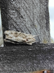 Ichneutica mutans